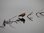 12.5- Le lac Matheson est un veritable miroir